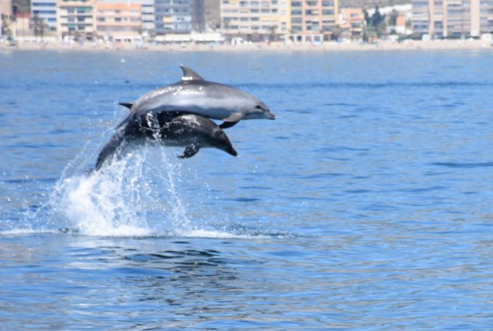 Ver delfines en la Costa del Sol Apartamentos Mediterráneo Real (4)